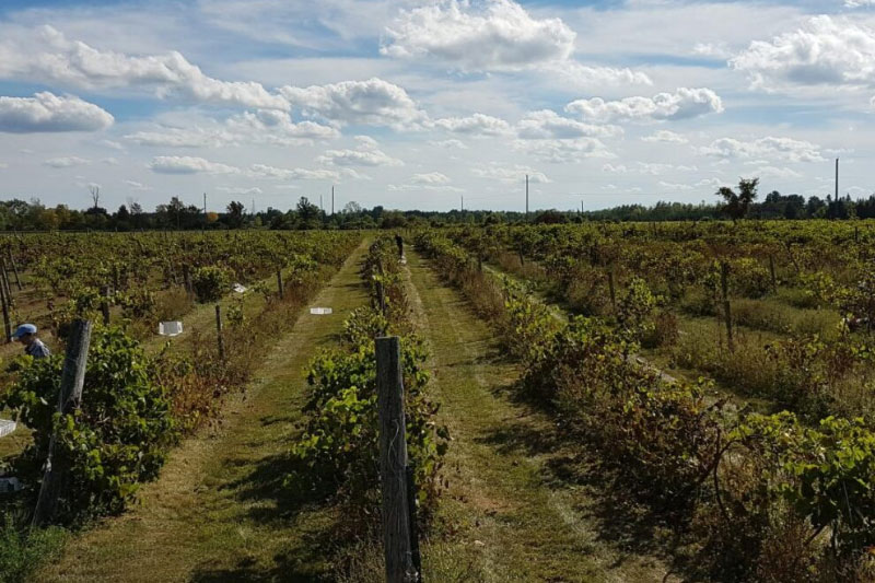 Ottawa Wine TOur
